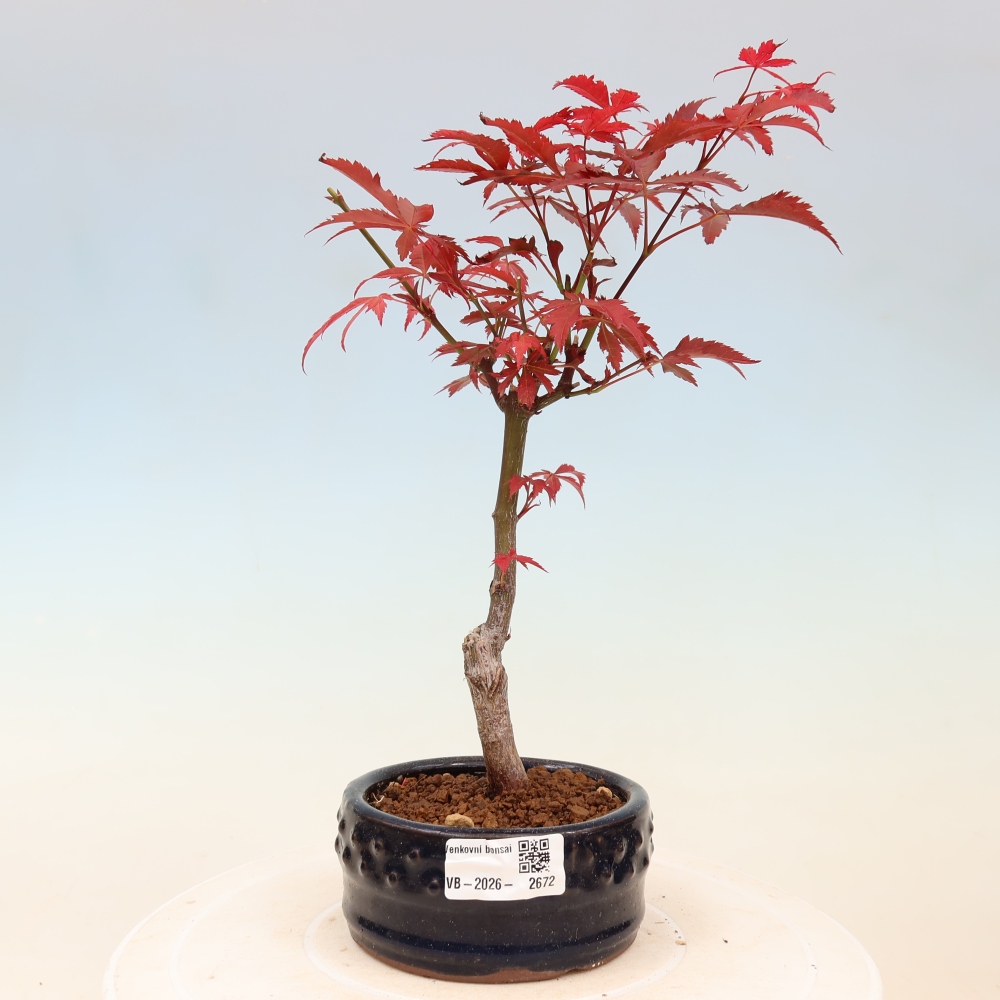 Vonkajšia bonsaj - palma Acer. Atropurpureum-Javor palmový