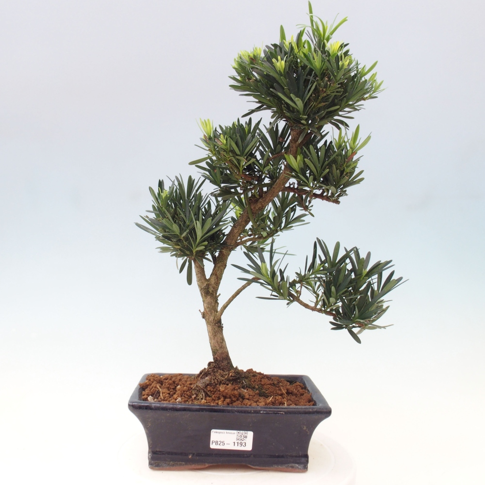 Izbová bonsai - Podocarpus - Kamenný tis