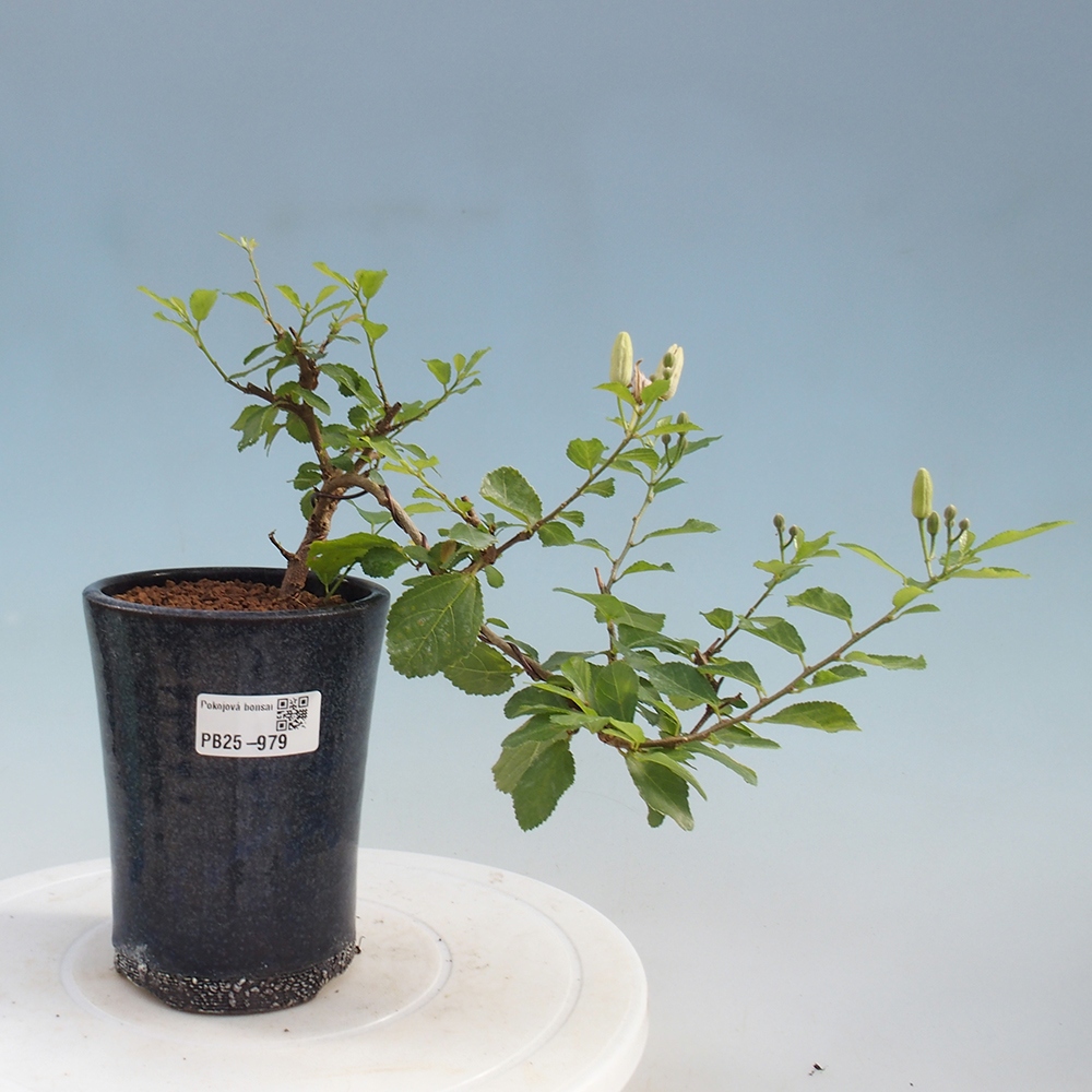 Izbová bonsai - Grewia occidentalis - Hviezdica levanduľová