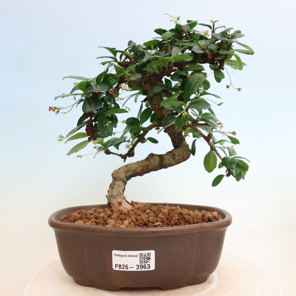 Izbové bonsaje - Carmona macrophylla - Tea fuki