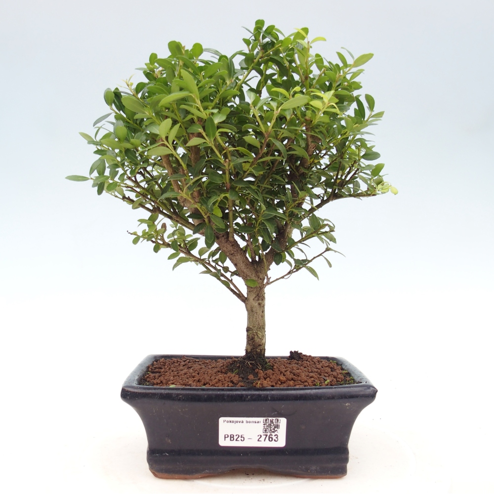 Servis bonsai - Ilex crenata - Cezmína