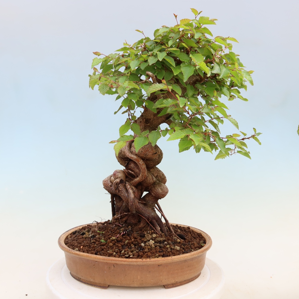 Vonkajší bonsaj -Carpinus coreana - Hrab kórejský