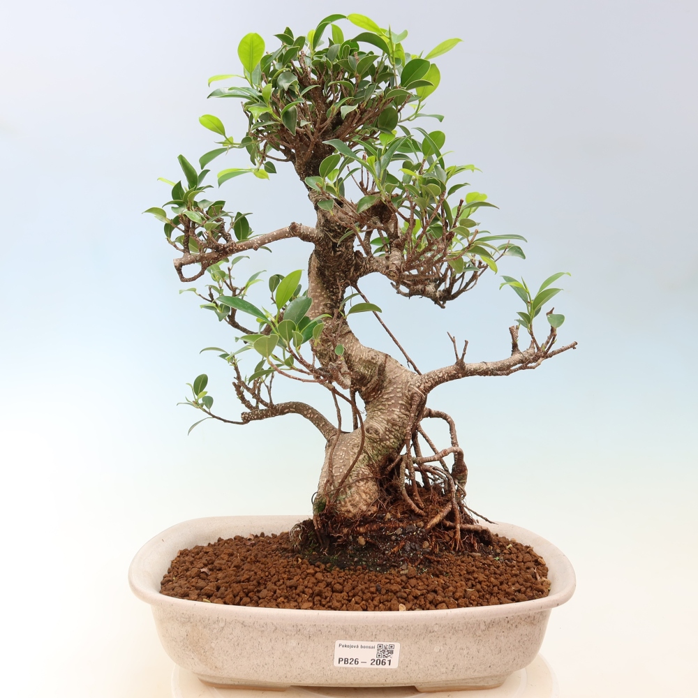 Izbové bonsaje - Ficus kimmen - drobnolistý fikus