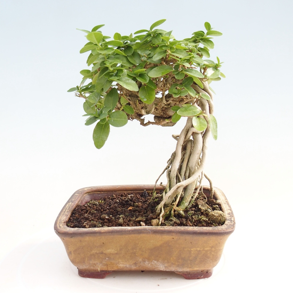 Izbová bonsai - Premna serratifolia - Kozlovoň malolistá