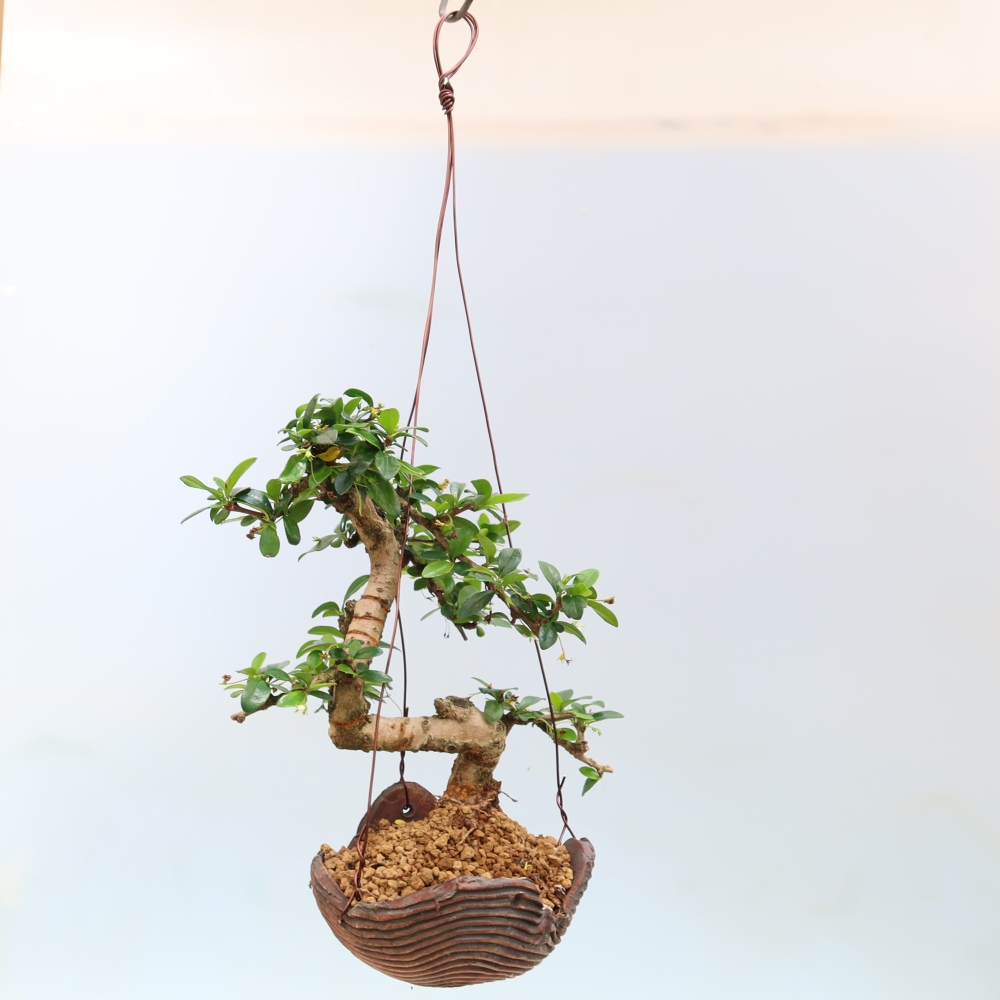 Kokedama v keramike – Čaj-fuki – Carmona macrophylla