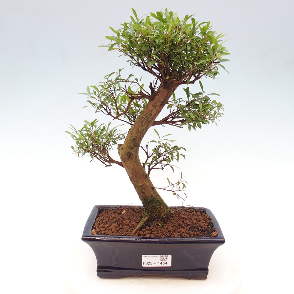 Izbová bonsai - Syzygium - pimentovníka