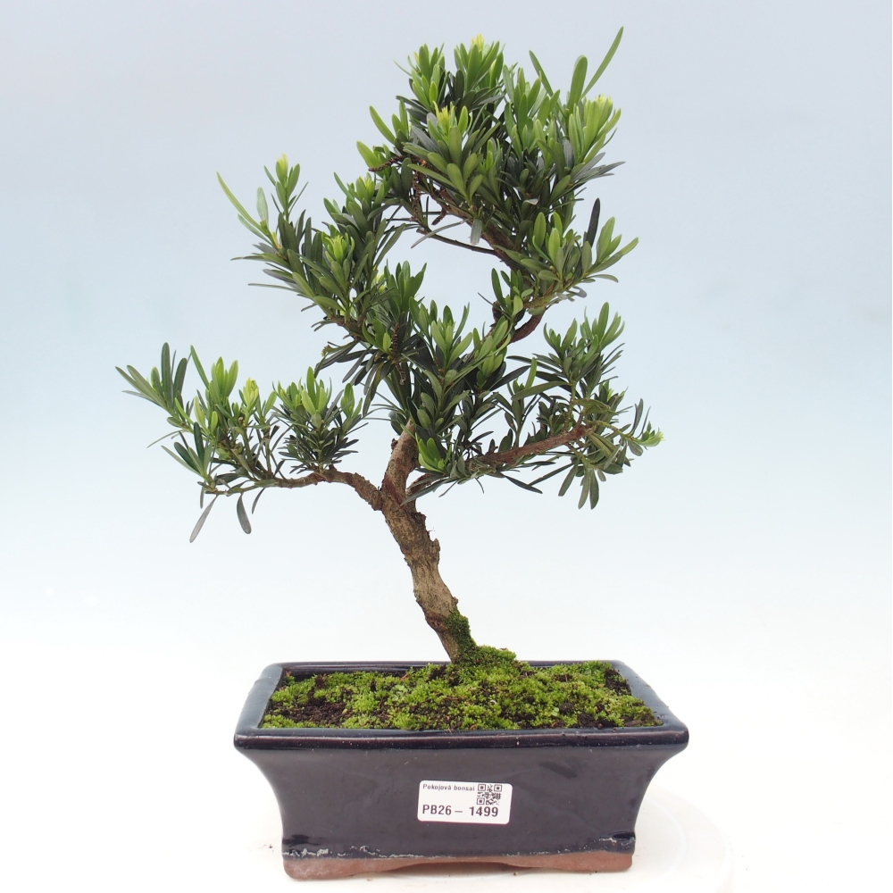 Izbové bonsaje - Podocarpus - Kamenný tis
