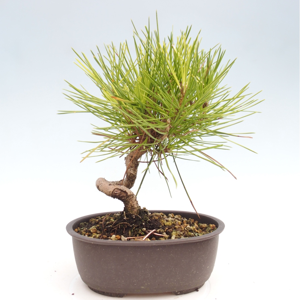 Vonkajší bonsai - Pinus thunbergii - Borovica thunbergova