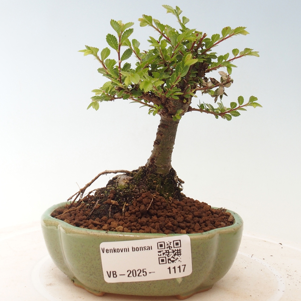 Vonkajší bonsai - Ulmus parvifolia Sagei - Malolistý brest