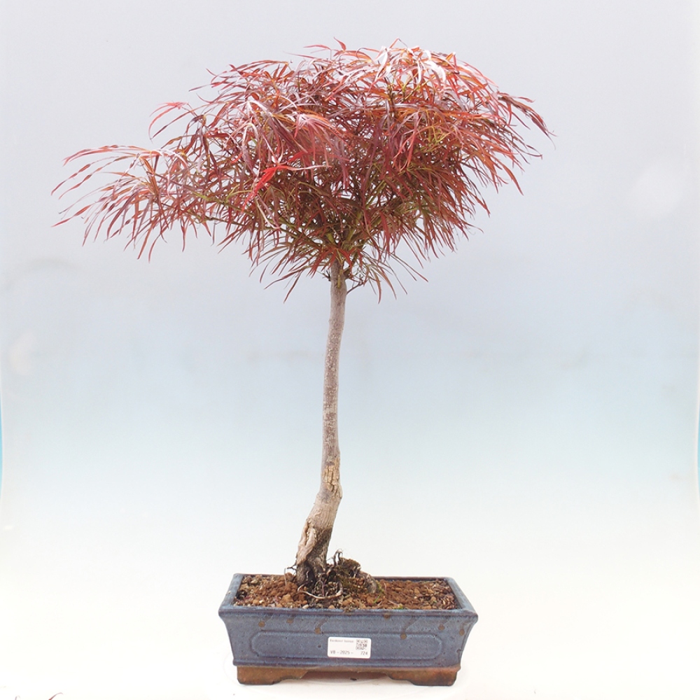 Vonkajší bonsai - Javor dlanitolistý - Acer palmatum RED PYGMY