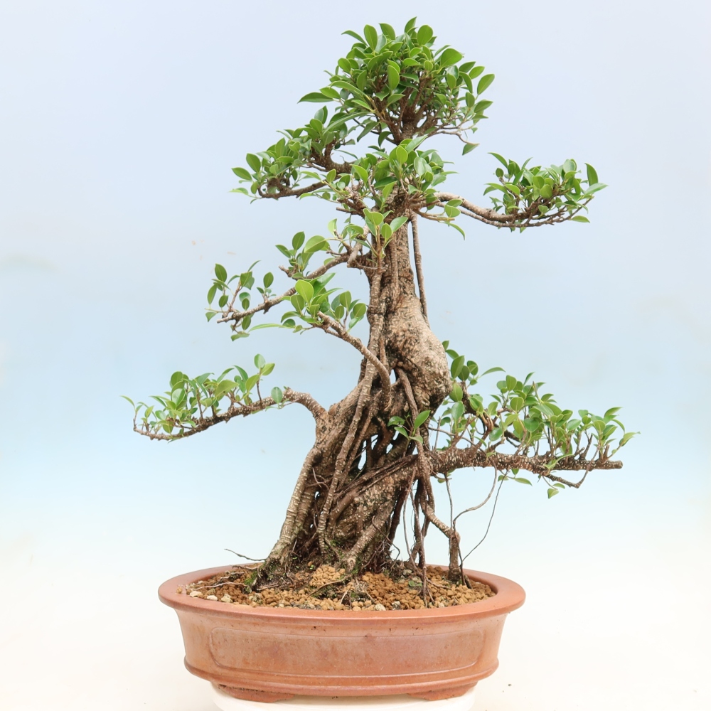 Izbové bonsaje - Ficus kimmen - drobnolistý fikus