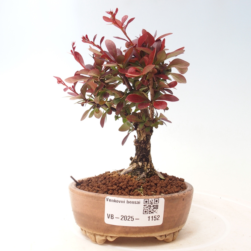 Vonkajší bonsai - Berberis thunbergii Kobold - Drištál Thunbergov