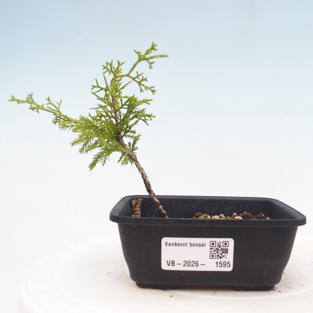 Vonkajší bonsaj - Juniperus chinensis Itoigawa