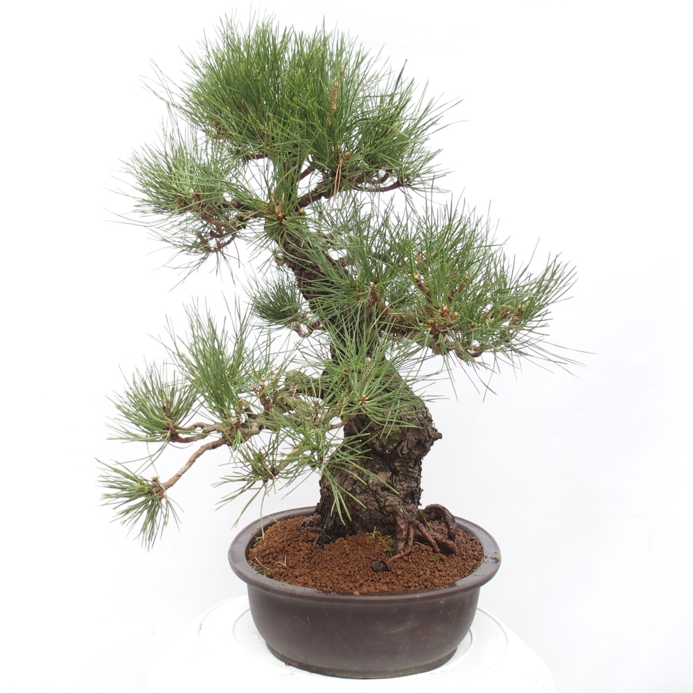 Vonkajšie bonsai - Pinus thunbergii - Borovica thunbergova