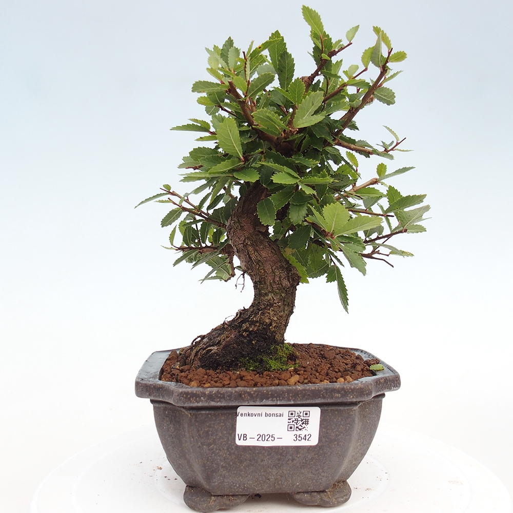Vonkajšie bonsaje - Zelkova - Zelkova NIRE