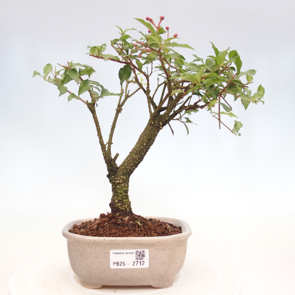 Izbová bonsai - Malpighia coccigera- Barbdorská čerešňa