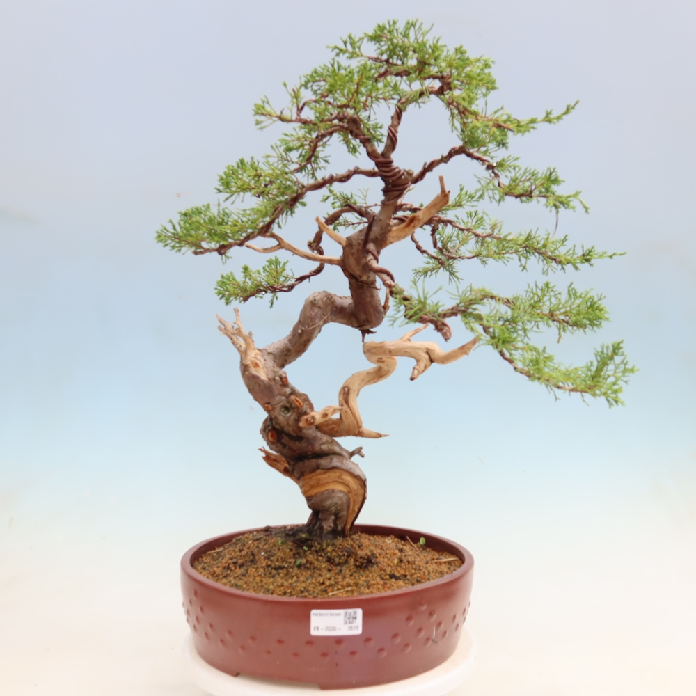 Vonkajší bonsai – Juniperus chinensis Itoigawa – čínsky jalovec