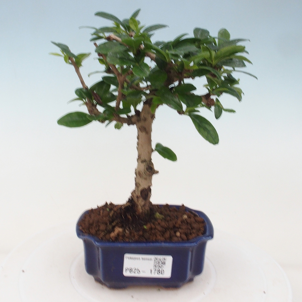 Izbová bonsai - Carmona macrophylla - Čaj fuki