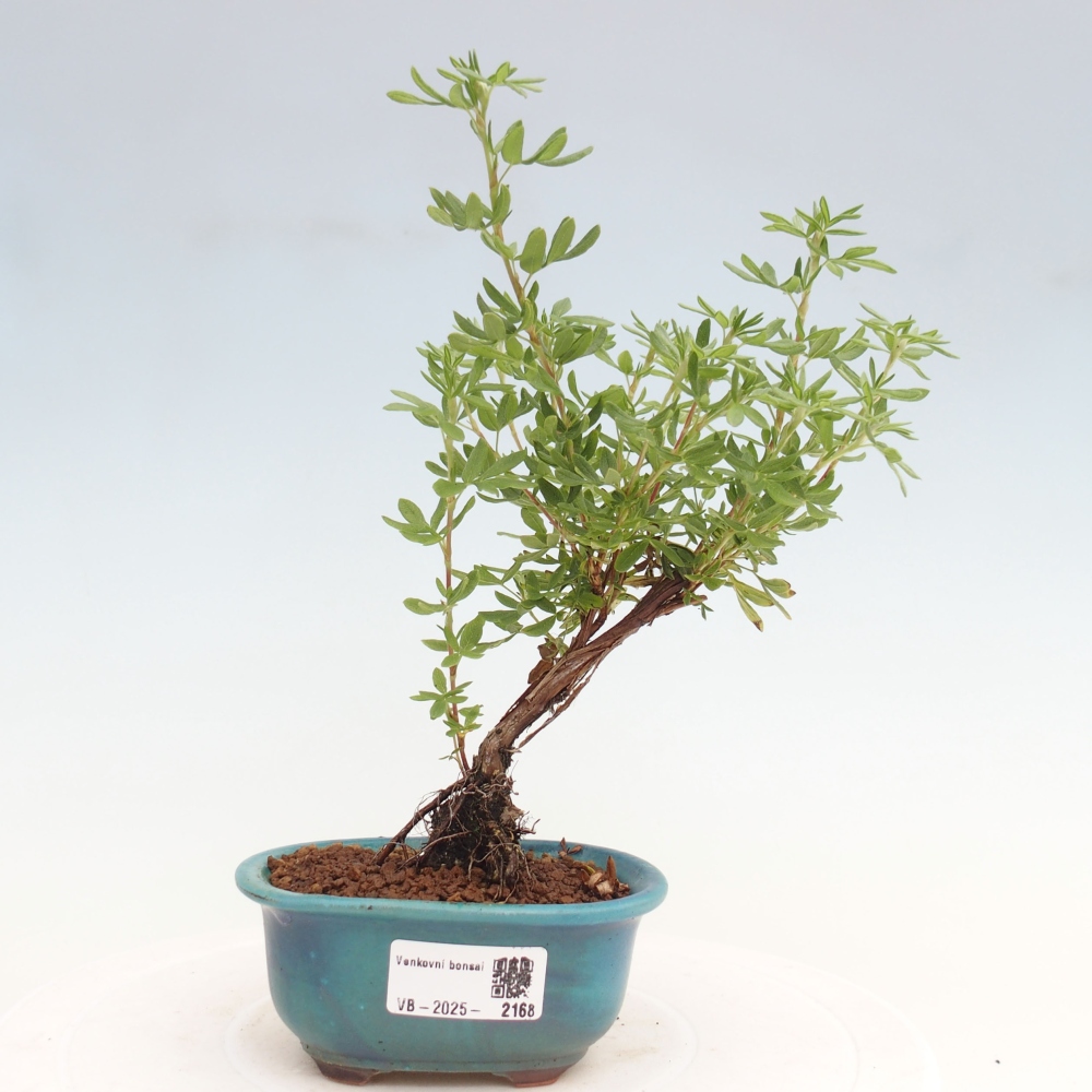 Vonkajšia bonsai-Nátržník krovitá - potentila fruticosa yellow Bird