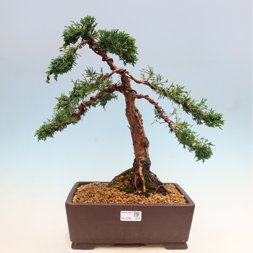 Vonkajší bonsaj - Juniperus chinensis Kishu