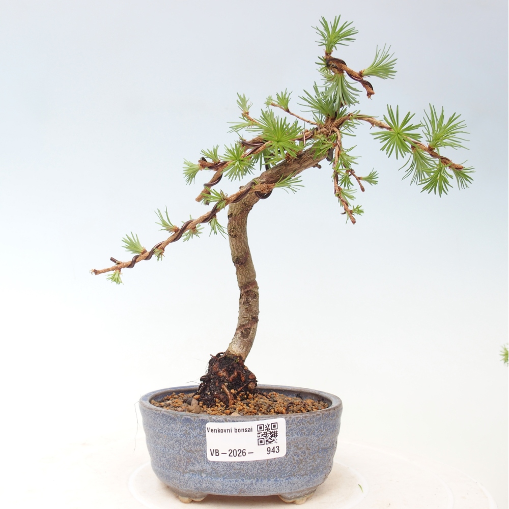 Vonkajšie bonsaje - Larix Kaempferi - Japonský smrekovec