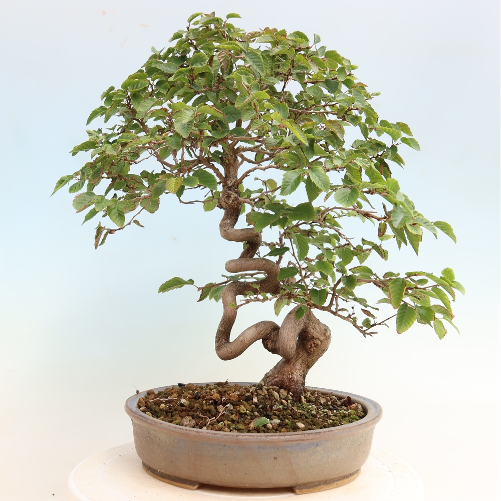 Vonkajšie bonsaje -Carpinus CARPINOIDES - Hrab kórejský
