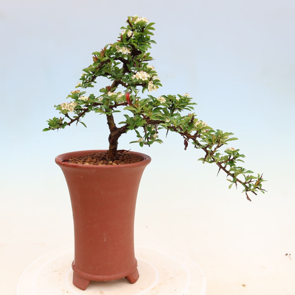 Vonkajší bonsai – Pyracantha teton – hlohovec šarlátový