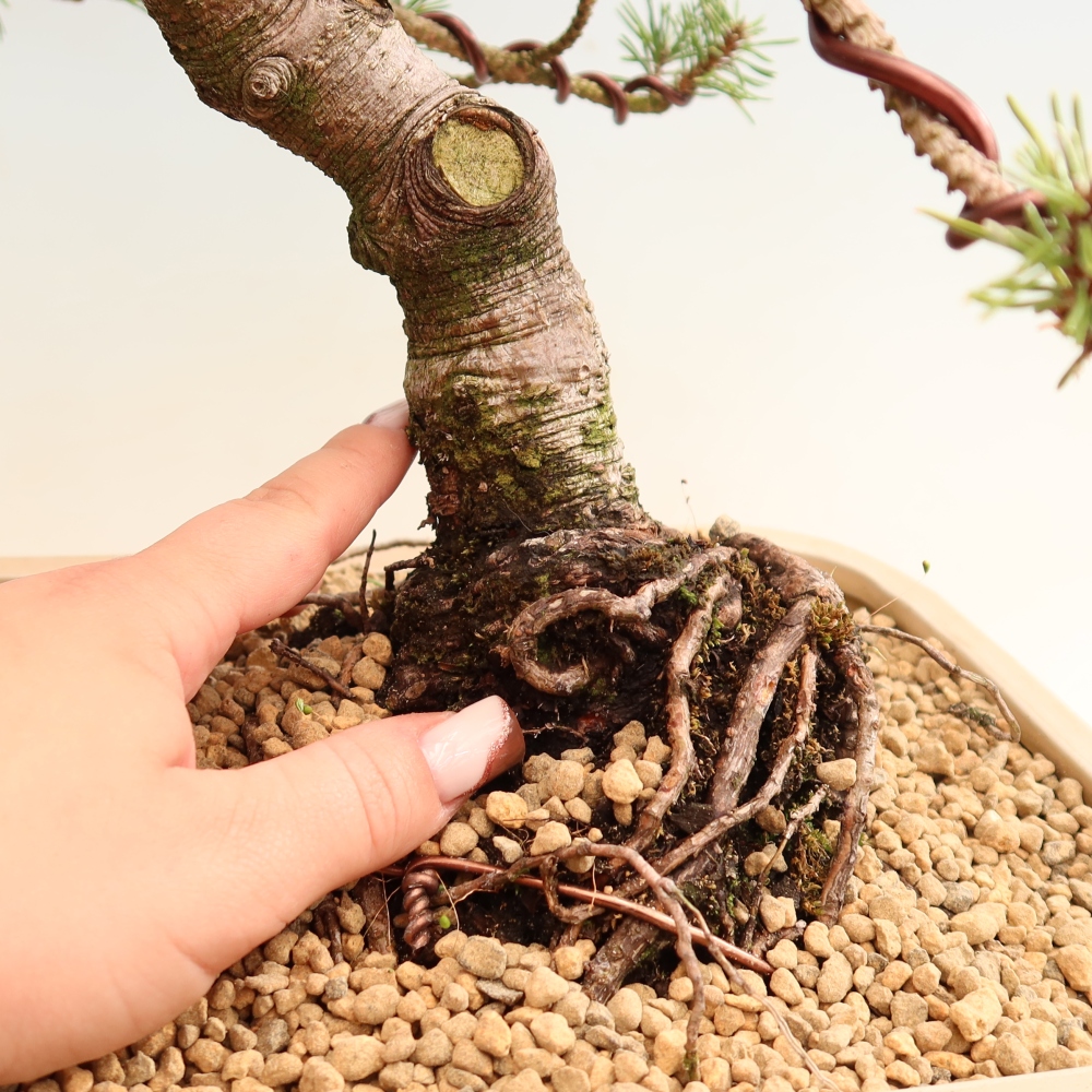 Vonkajšie bonsaje – Pinus mugo Humpy – borovica krivá