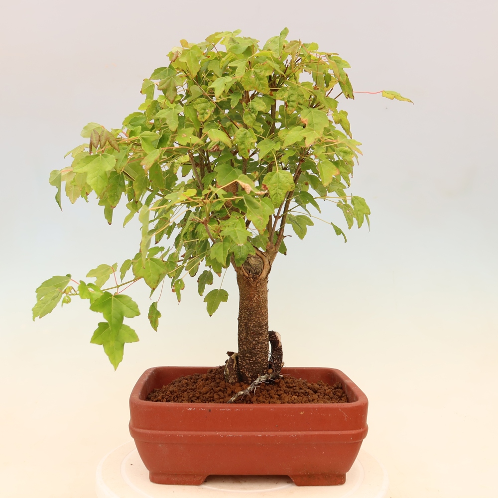 Vonkajšie bonsaje - Javor Burger - Acer Burgerianum