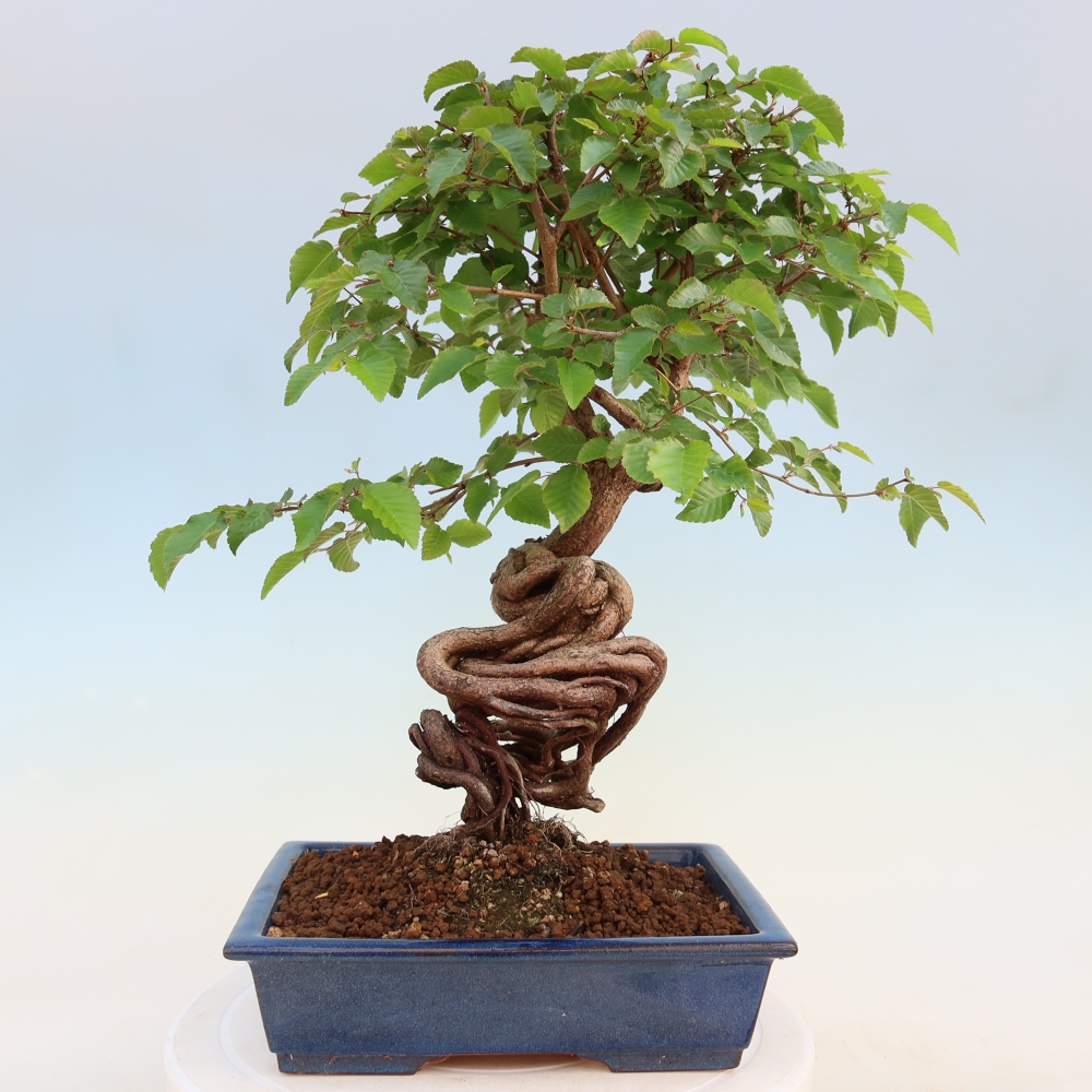 Vonkajší bonsaj -Carpinus coreana - Hrab kórejský