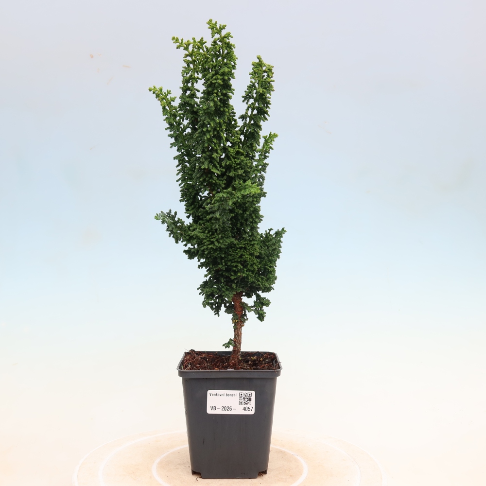 Vonkajší bonsaj - Cham. obtusa SEKKA HINOKI - Cypruštek
