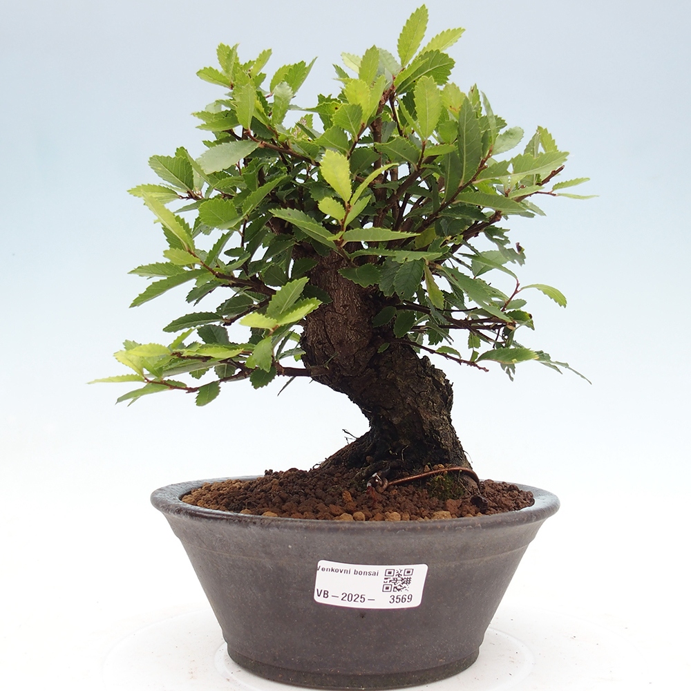 Vonkajšie bonsaje - Zelkova - Zelkova NIRE