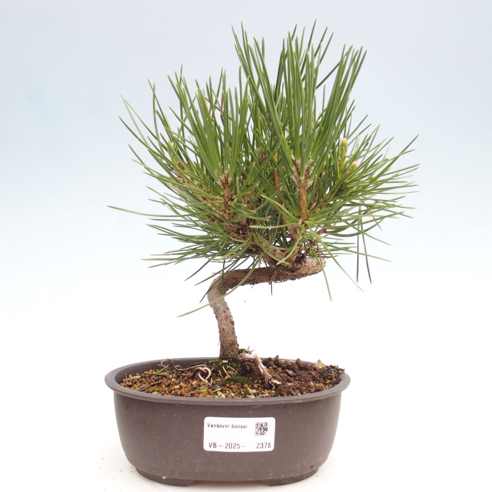 Vonkajší bonsai - Pinus thunbergii - Borovica thunbergova