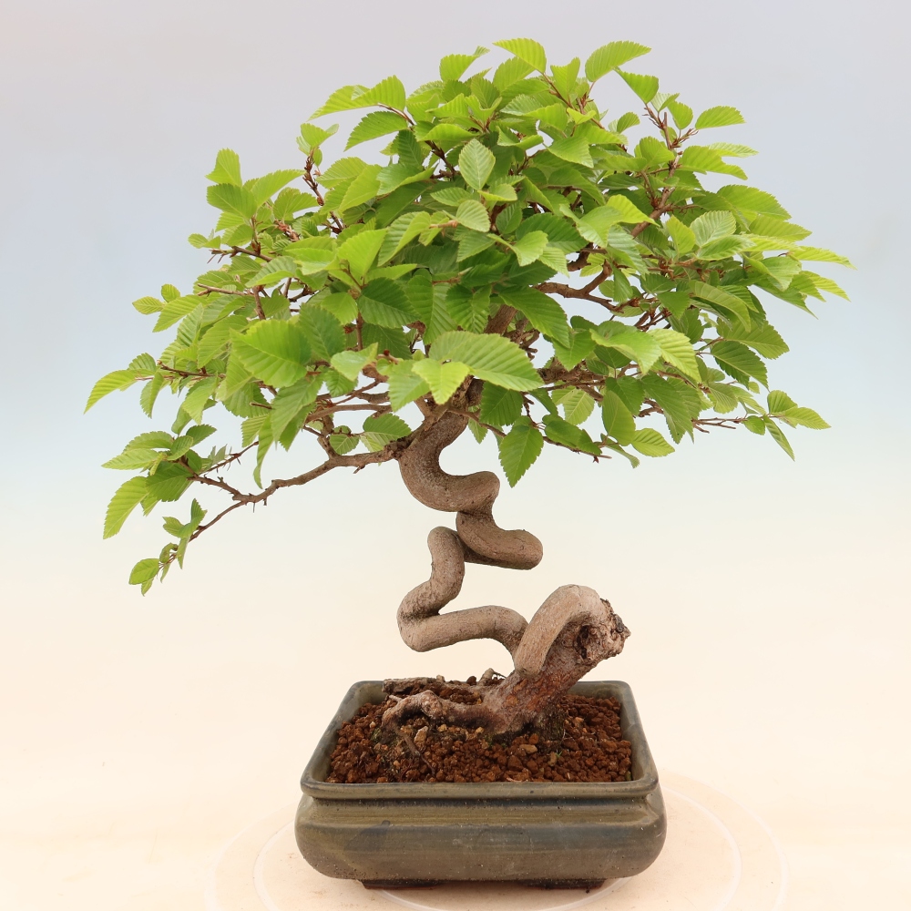 Vonkajší bonsaj -Carpinus coreana - Hrab kórejský