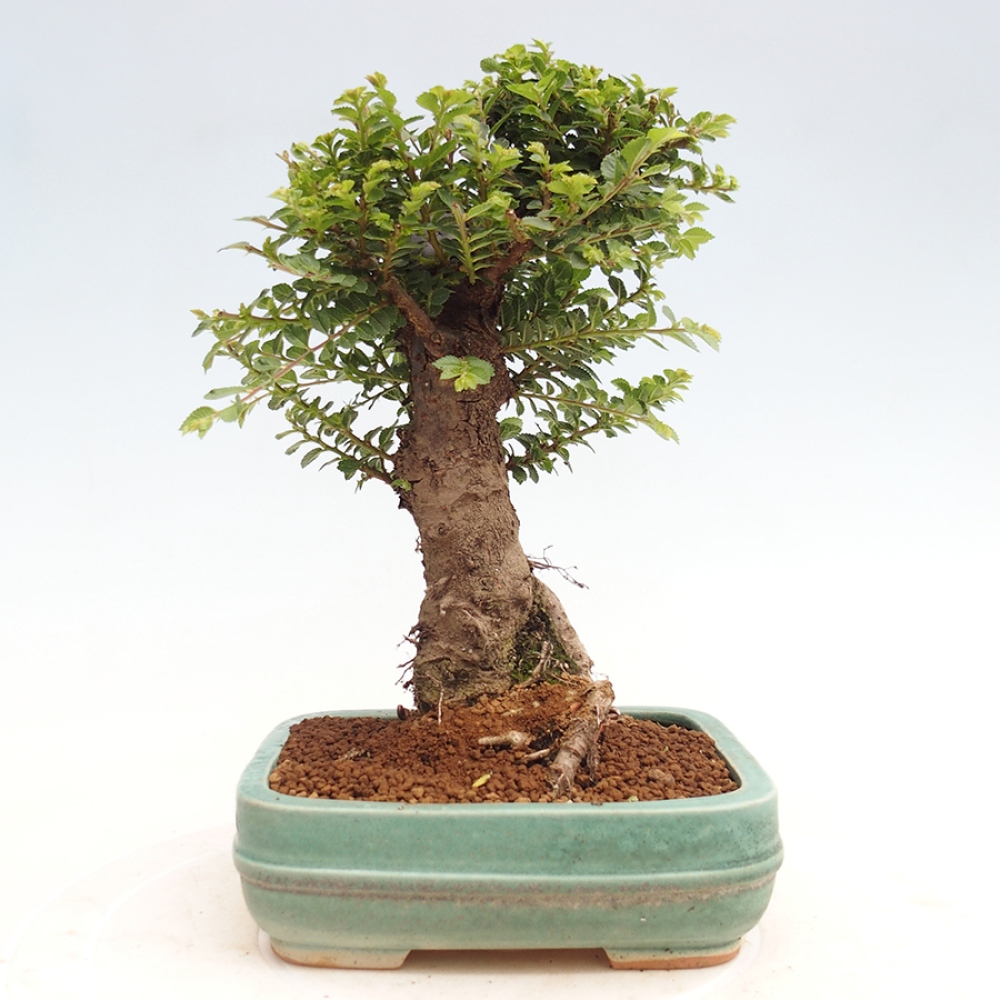 Vonkajší bonsai - Ulmus parvifolia Hokkaido - brest Činski