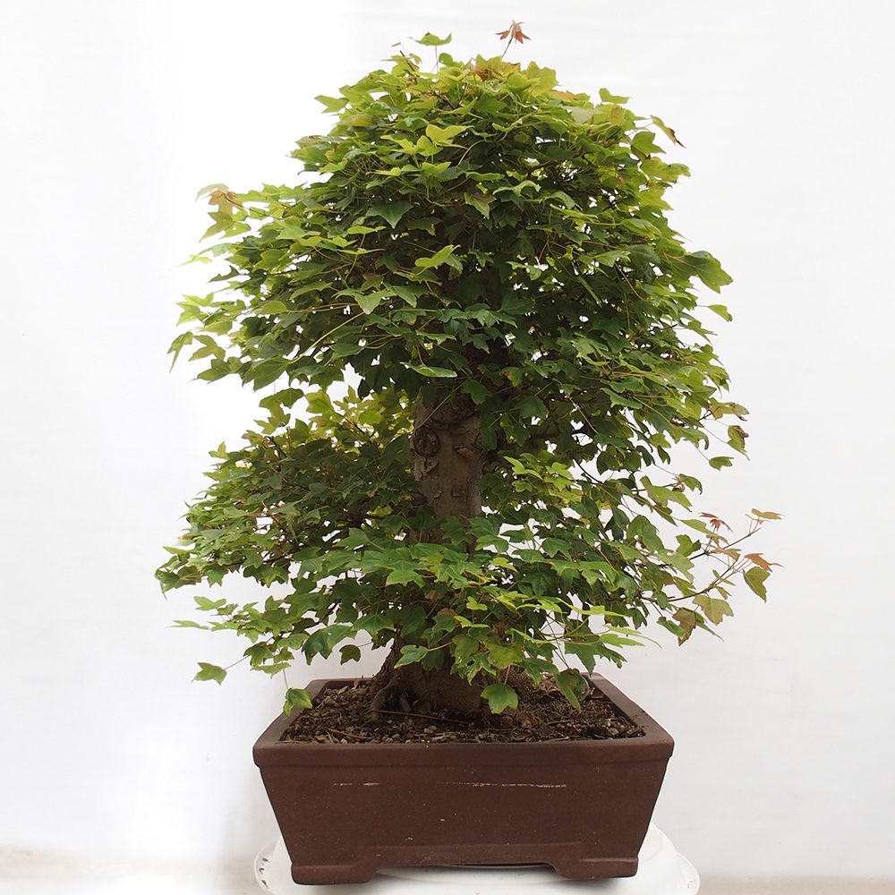 Vonkajšie bonsai - Javor Buergerianum - Javor Burgerův