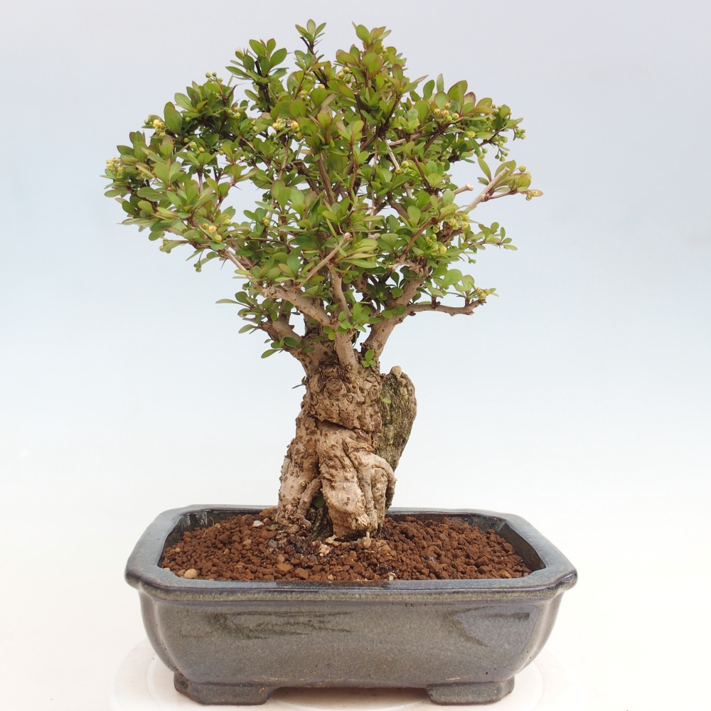 Vonkajšie bonsaje - Berberis coreana