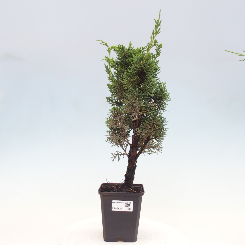 Vonkajší bonsaj - Juniperus chinensis Kishu