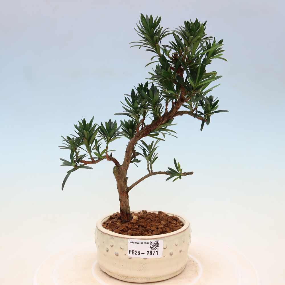 Izbové bonsaje - Podocarpus - Kamenný tis