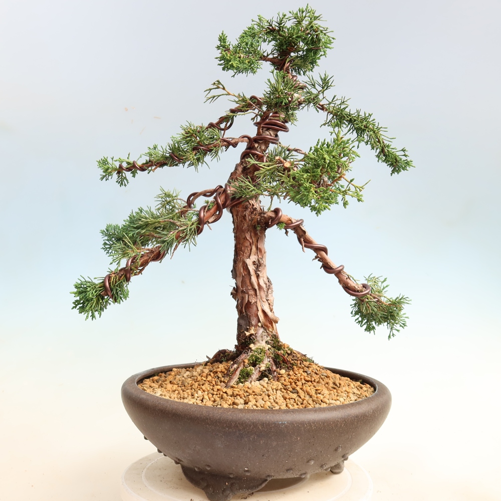 Vonkajší bonsaj - Juniperus chinensis Kishu