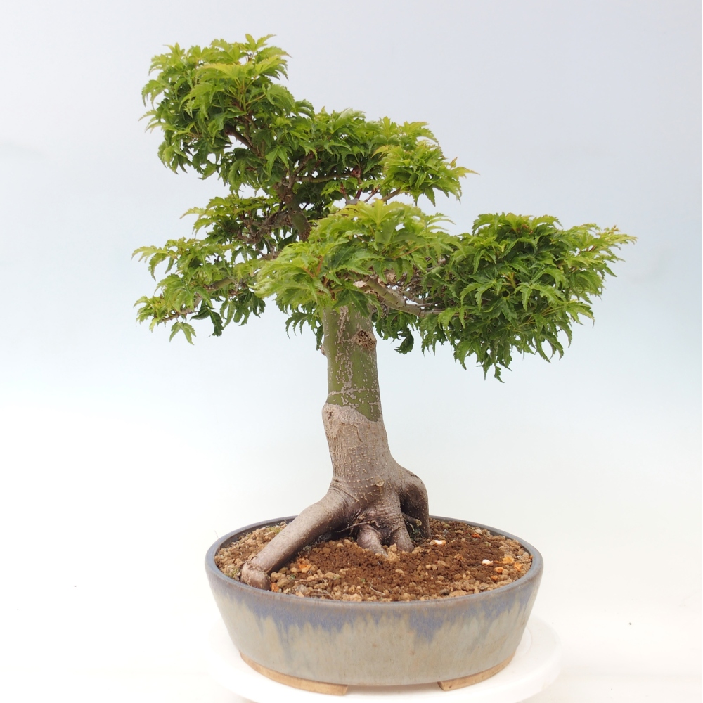 Vonkajšia bonsaj -Javorská palma Acer palmatum Shishigashira