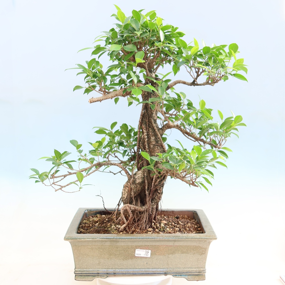 Izbové bonsaje - Ficus kimmen - drobnolistý fikus