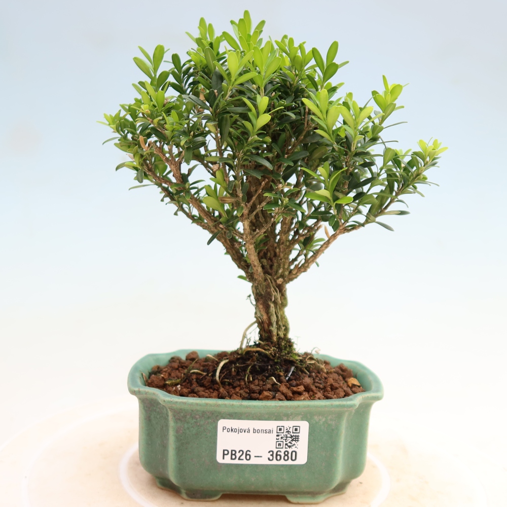 Izbové bonsaje - Buxus harlandii - korkový buxus