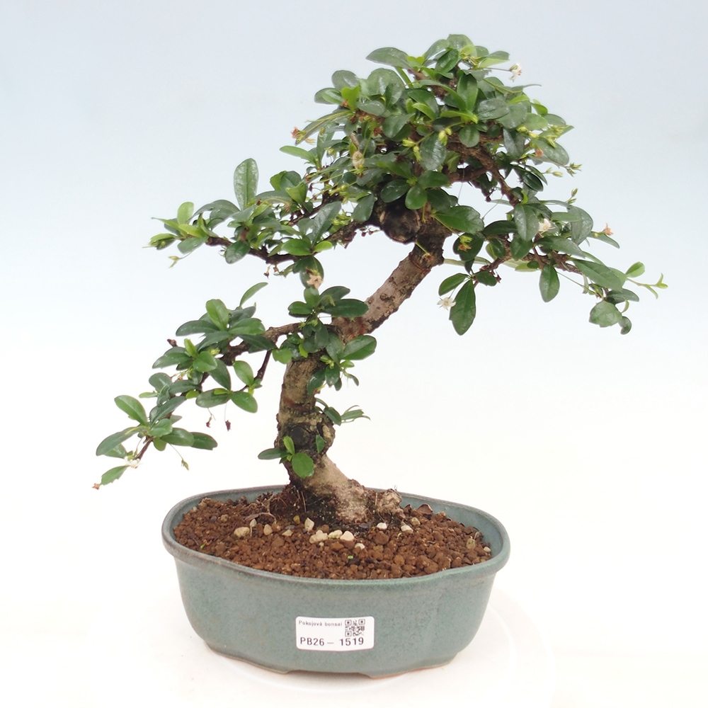 Izbové bonsaje - Carmona macrophylla - Tea fuki