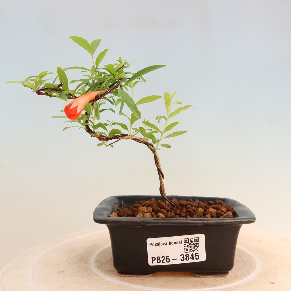 Izbový bonsaj-PUNICA granatum nana-Granátové jablko