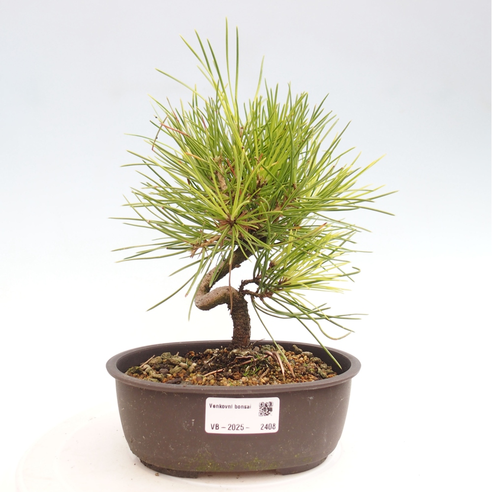Vonkajší bonsai - Pinus thunbergii - Borovica thunbergova