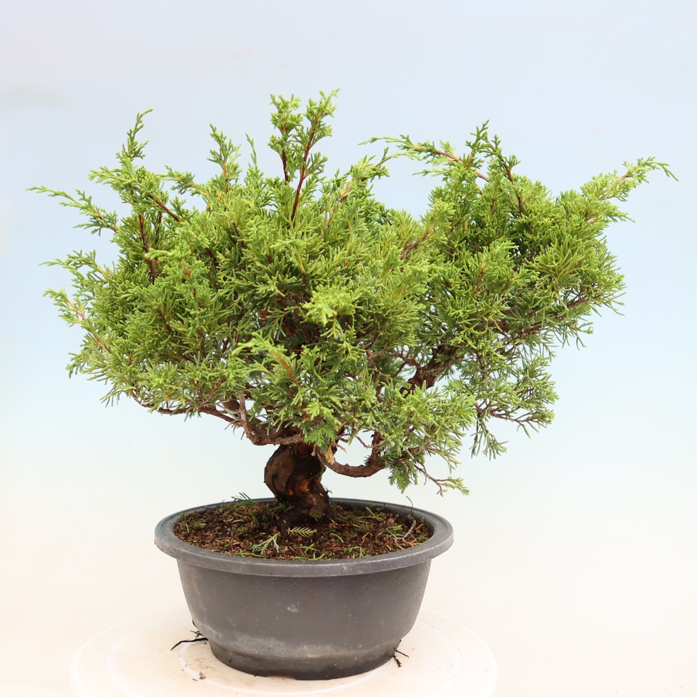 Vonkajší bonsai – Juniperus chinensis Itoigawa – čínsky jalovec