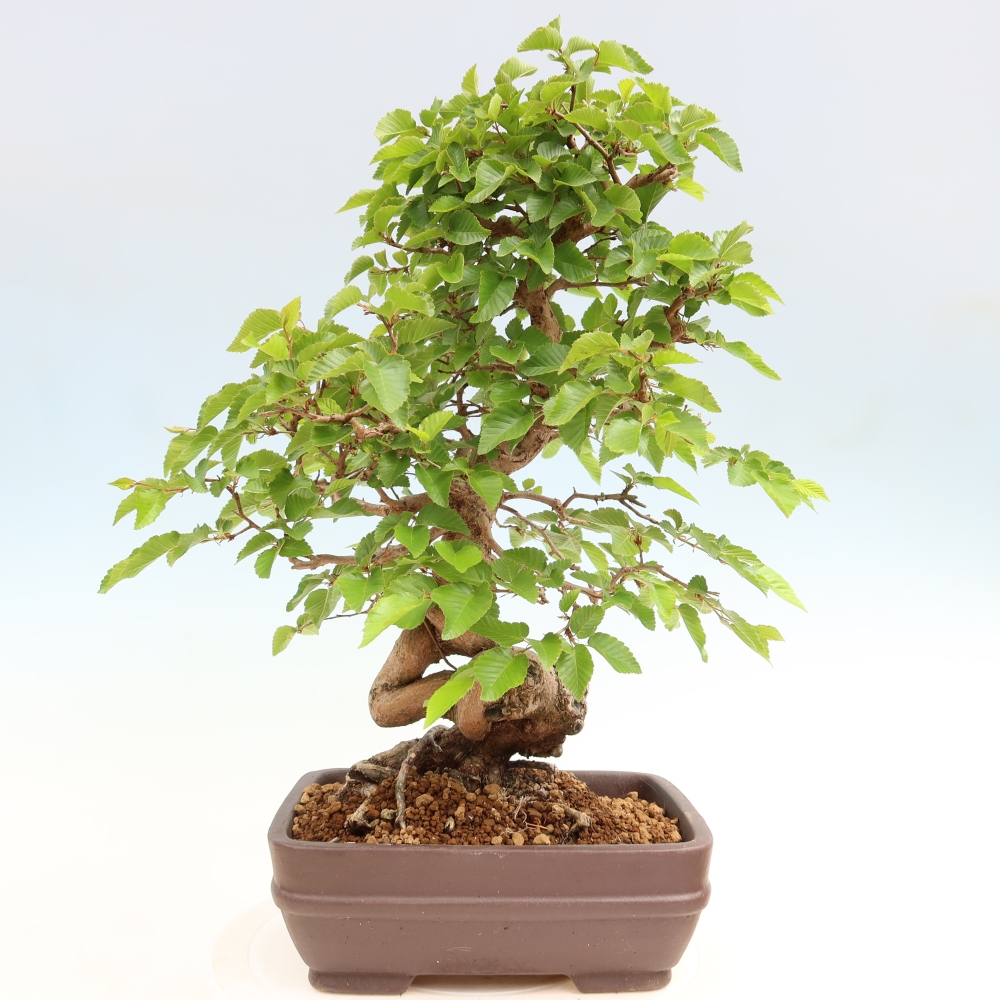 Vonkajší bonsaj -Carpinus coreana - Hrab kórejský
