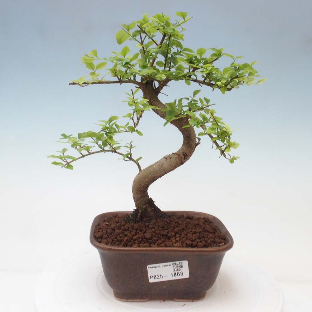 Izbová bonsai -Ligustrum chinensis - Vtáčí zob