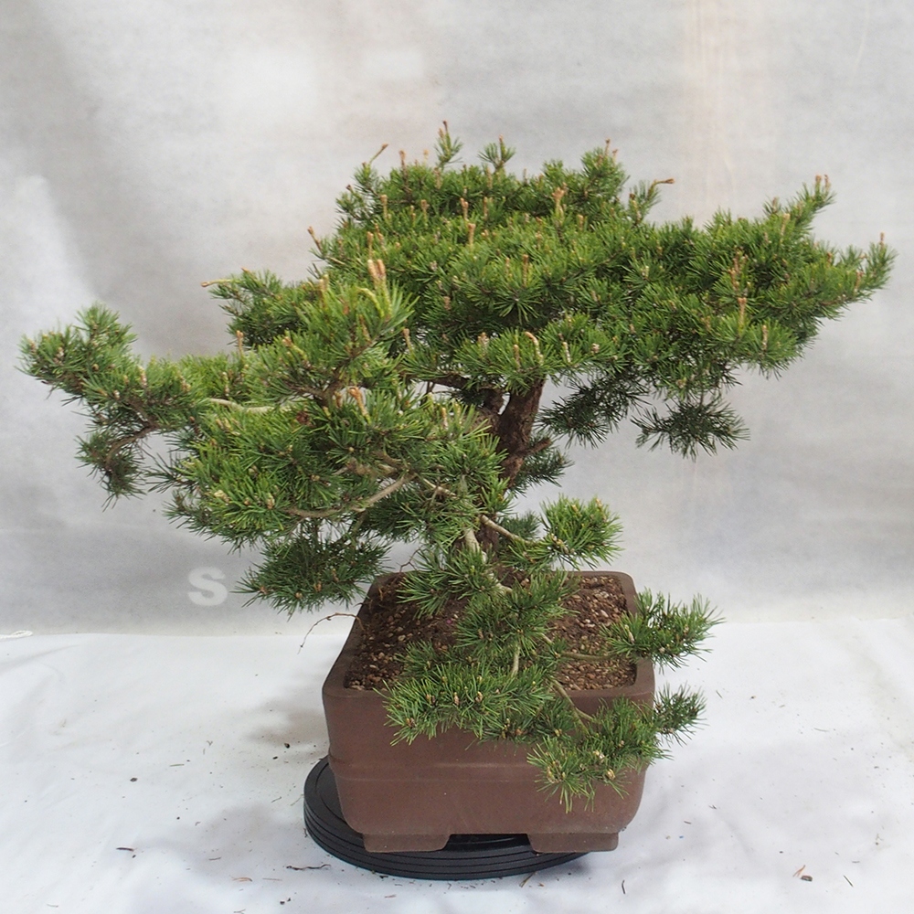 Yamadori - Pinus sylvestris 